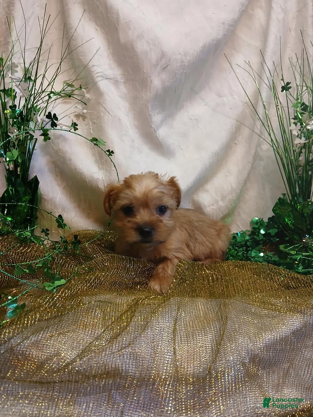 Yorkshire Terrier dogs for sale: TEACUP Bentley - Ad 6