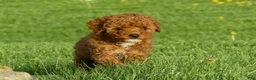 Miniature Poodle dogs for sale: Dotty - Ad 8