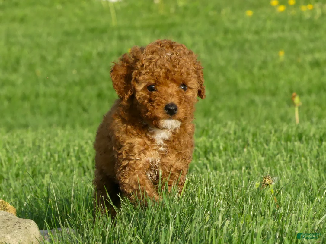Miniature Poodle dogs for sale: Dotty - Ad 8