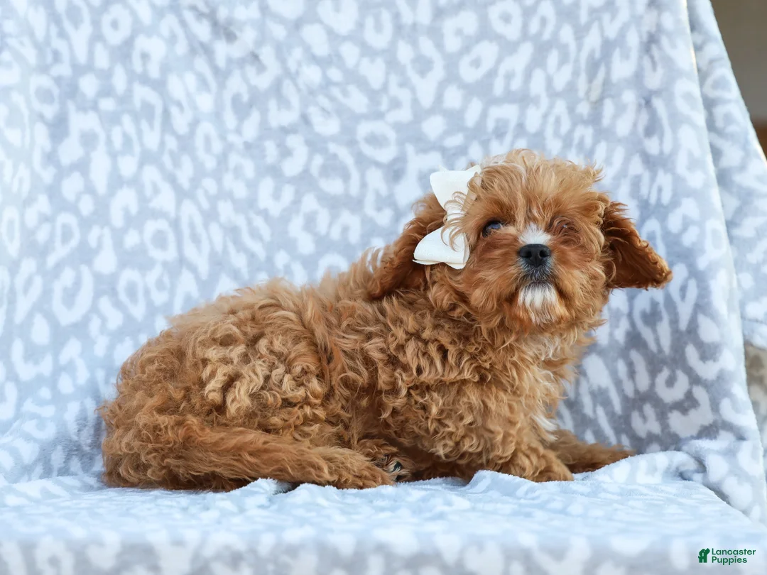 Cavapoo dogs for sale: Perry Cavapoo Puppy - Ad 4