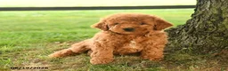 Mini Goldendoodle dogs for sale: Fletcher - Ad 3