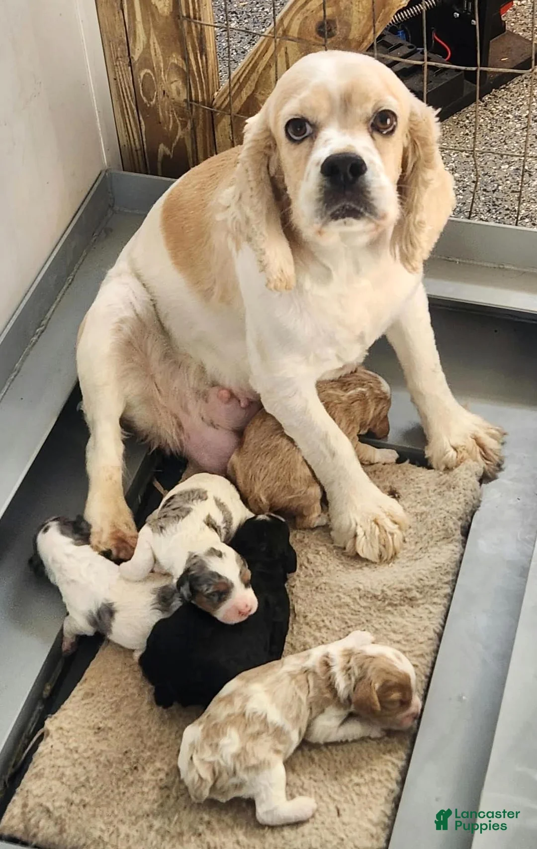 Cockapoo dogs for sale: #2 Female (Leslie's) - Ad 7