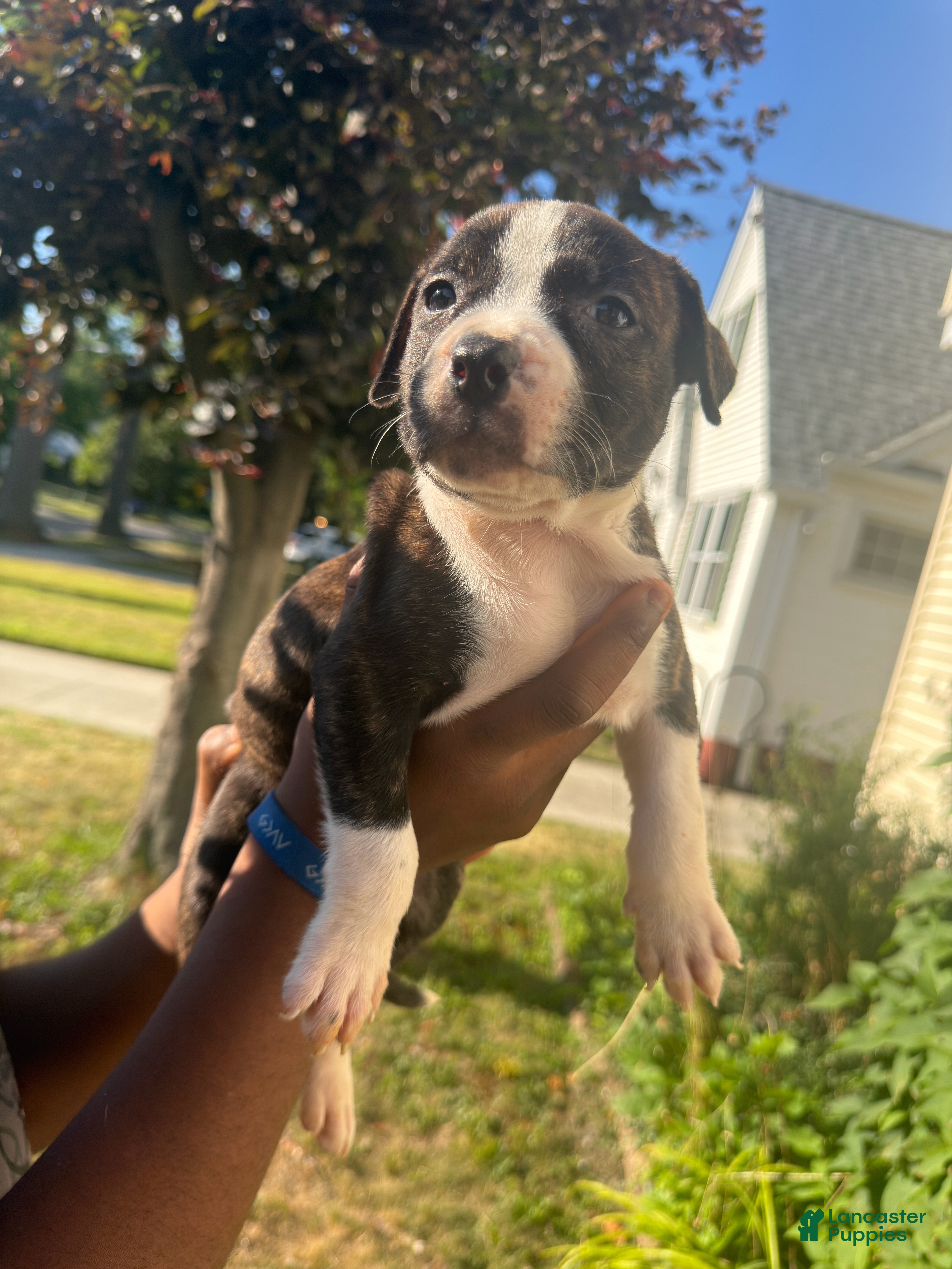 American Pit Bull Terrier dogs Raven (girl)  - Ad 2