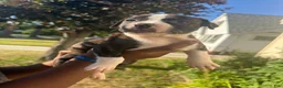 American Pit Bull Terrier dogs for sale: Raven (girl)  - Ad 2
