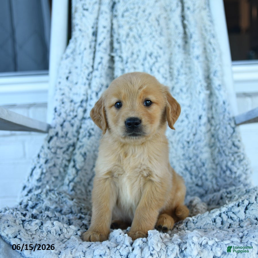 Golden Retriever dogs Ginger - Ad 2