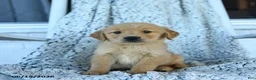 Golden Retriever dogs for sale: Ginger - Ad 2