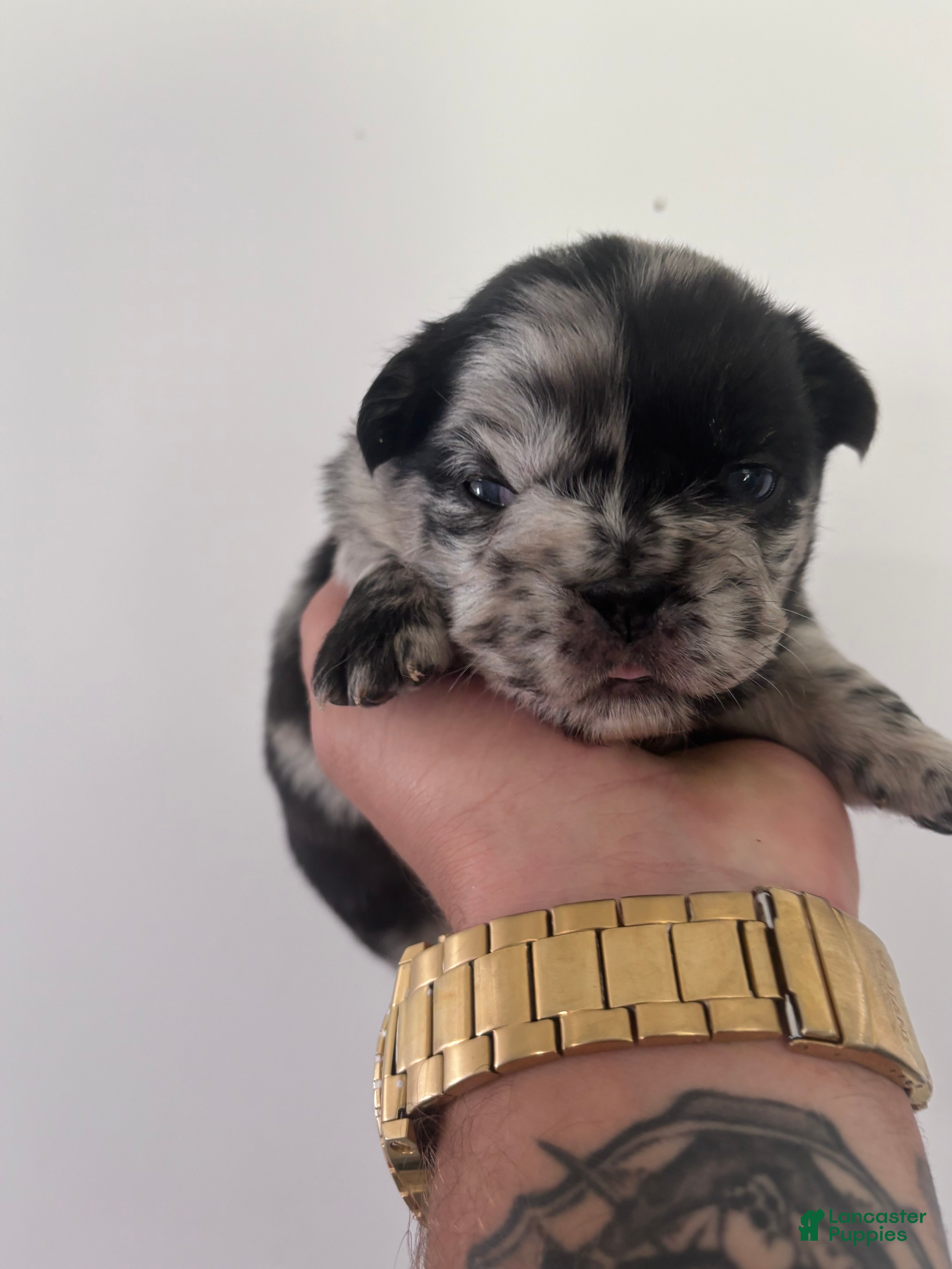 French Bulldog dogs Puppy 5 - Ad 3