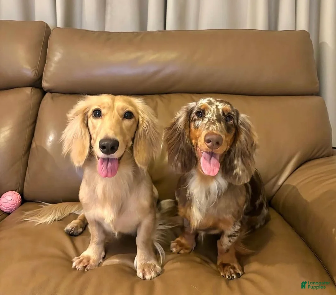 Dachshund dogs for sale: Dachshund Puppy 2 - Ad 3