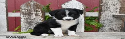 Border Collie dogs for sale: Dakota - Ad 5