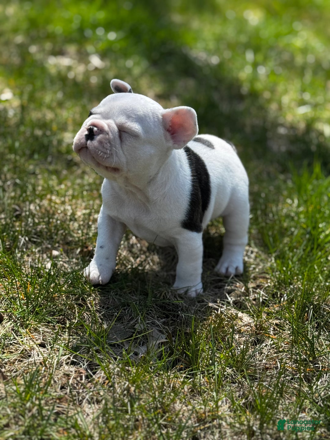 French Bulldog dogs for sale: French Bulldog Puppy 1 “Seamus” - Ad 8