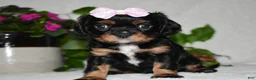 Cavalier King Charles Spaniel dogs for sale: Cavalier King Charles Spaniel 5 - Ad 6