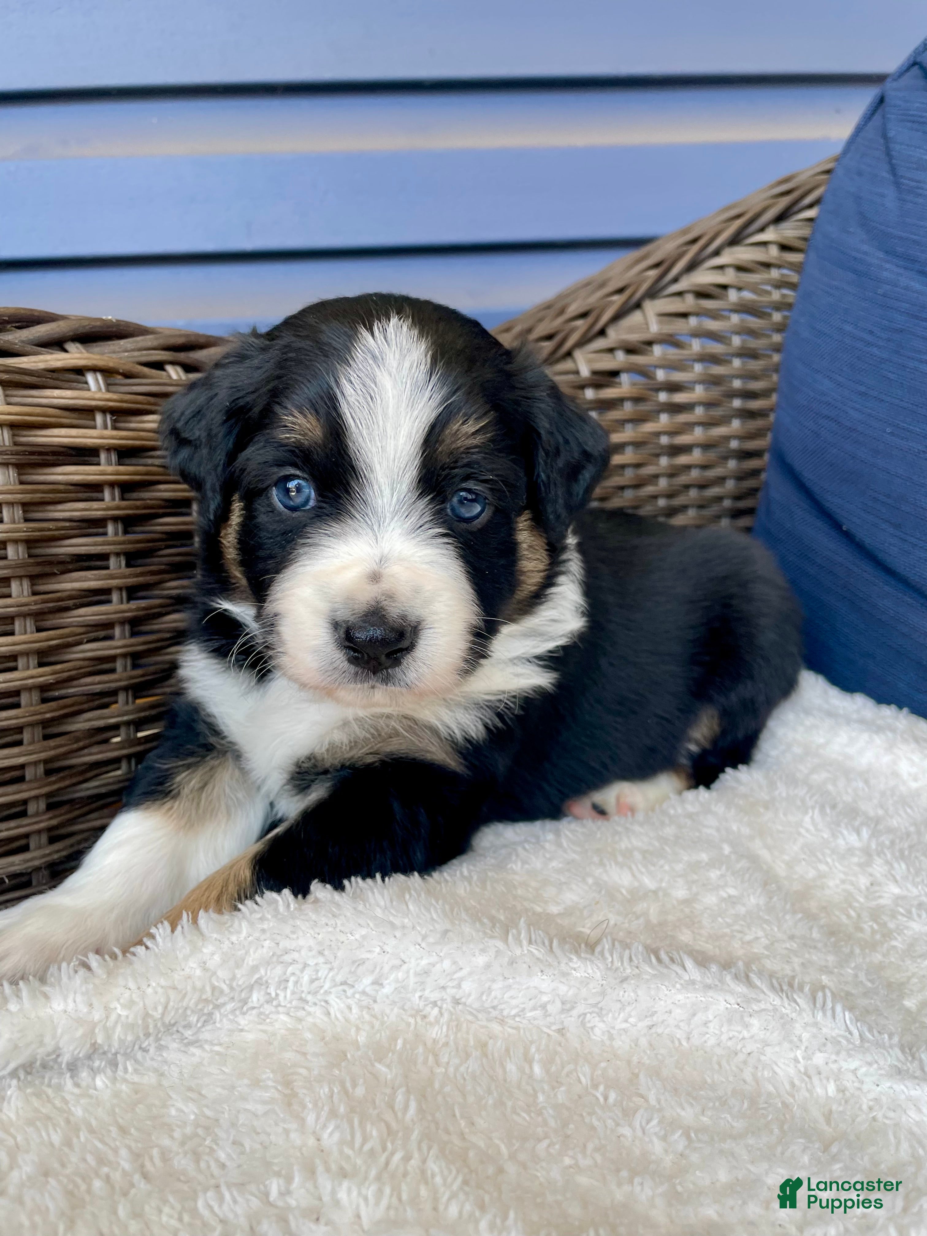 Australian Shepherd dogs Crash - Ad 15