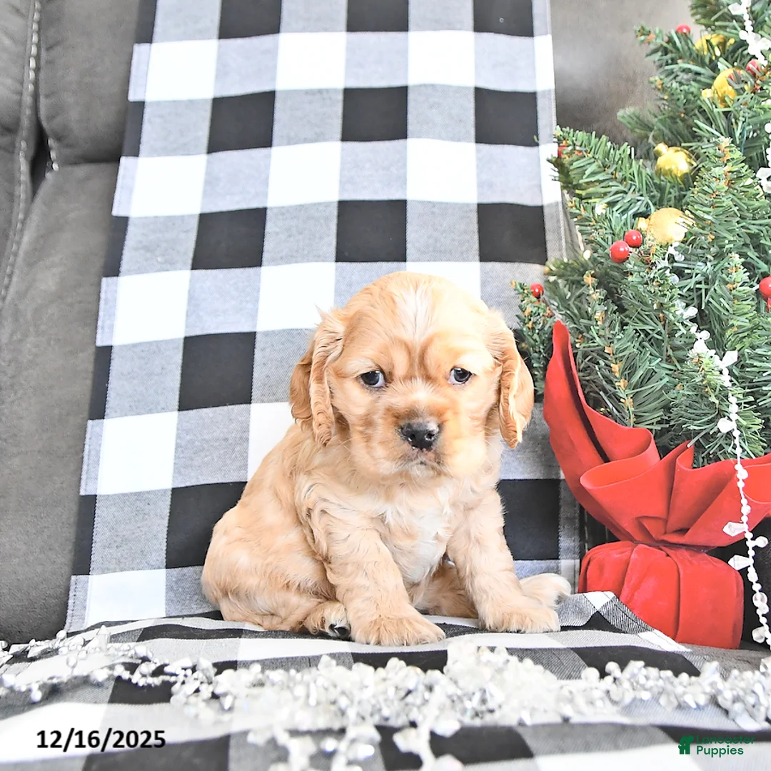 Cocker Spaniel dogs for sale: Sparkle - Ad 3