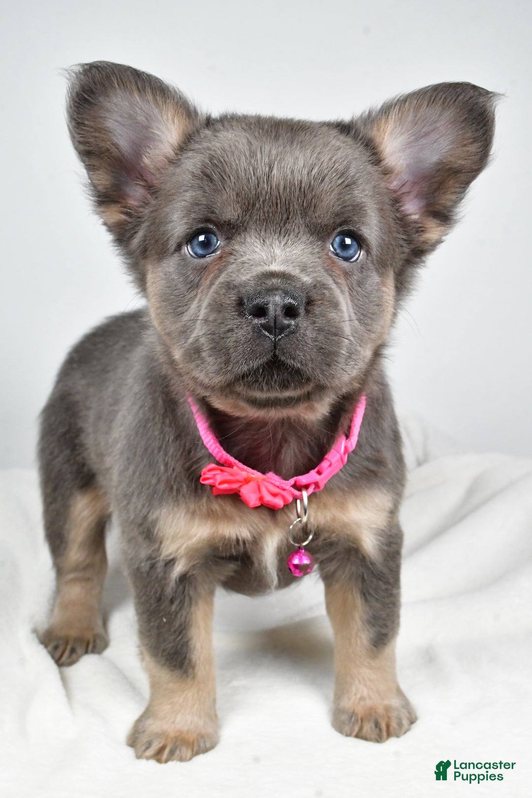 French Bulldog dogs for sale: Brianna - Ad 8