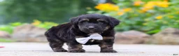 Mini Aussiedoodle dogs for sale: Austin - Ad 4