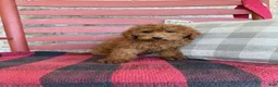 Mixed Breed dogs for sale: Marley - Ad 2