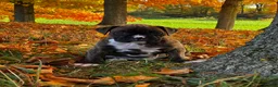 Boxer dogs for sale: Israel  - Ad 6