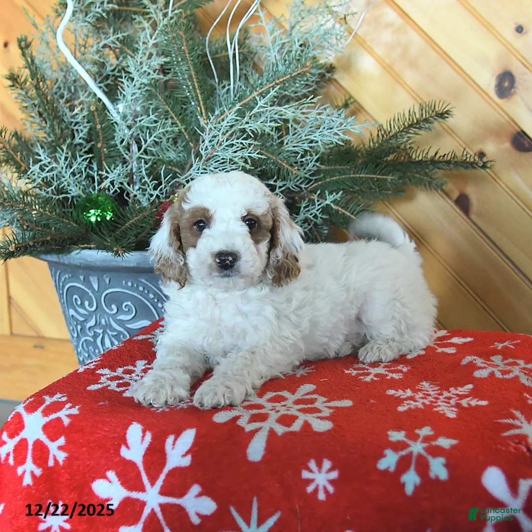 Mini Goldendoodle dogs for sale: Sully - Ad 4