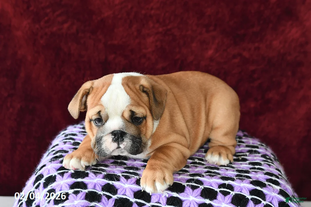 English Bulldog dogs for sale: Maggie - Ad 2