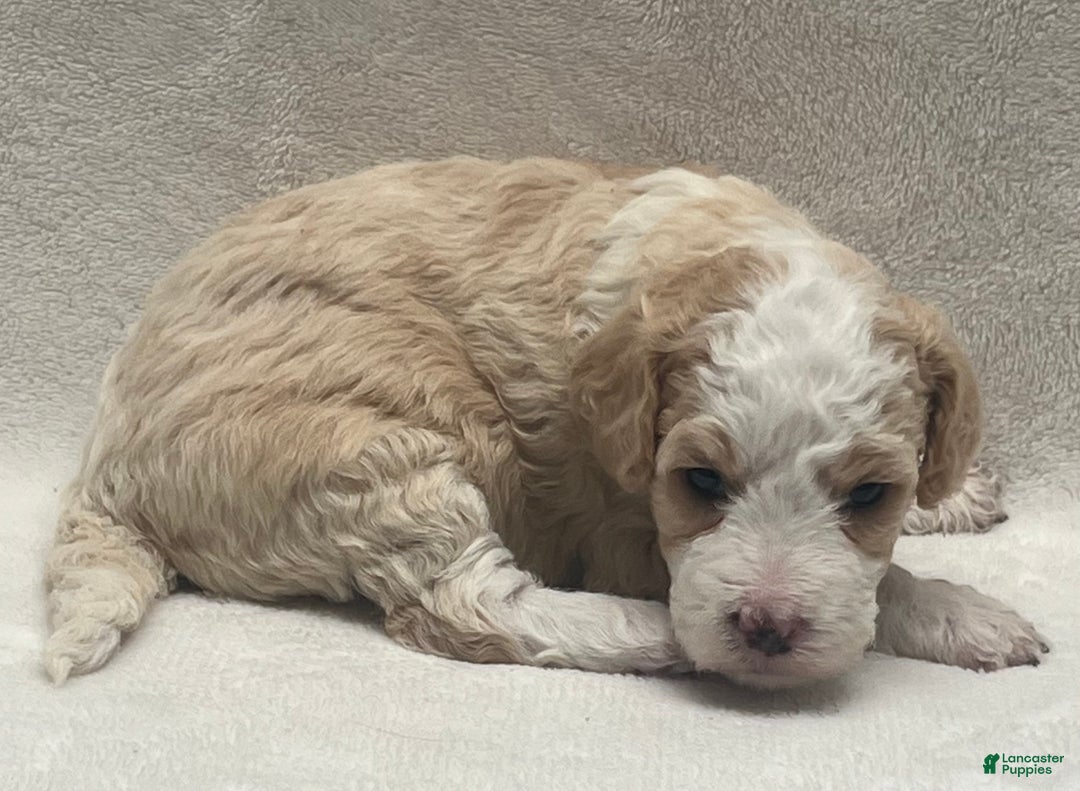 Bernedoodle dogs for sale: Bernedoodle Puppy 2 - Ad 1