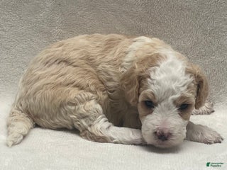 Bernedoodle dogs Bernedoodle Puppy 2 - Ad 15