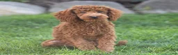 Toy Poodle dogs for sale: Roxy Toy Poodle Puppy  - Ad 1