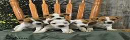 Jack Russell Terrier dogs for sale: Frankenstein - Ad 5