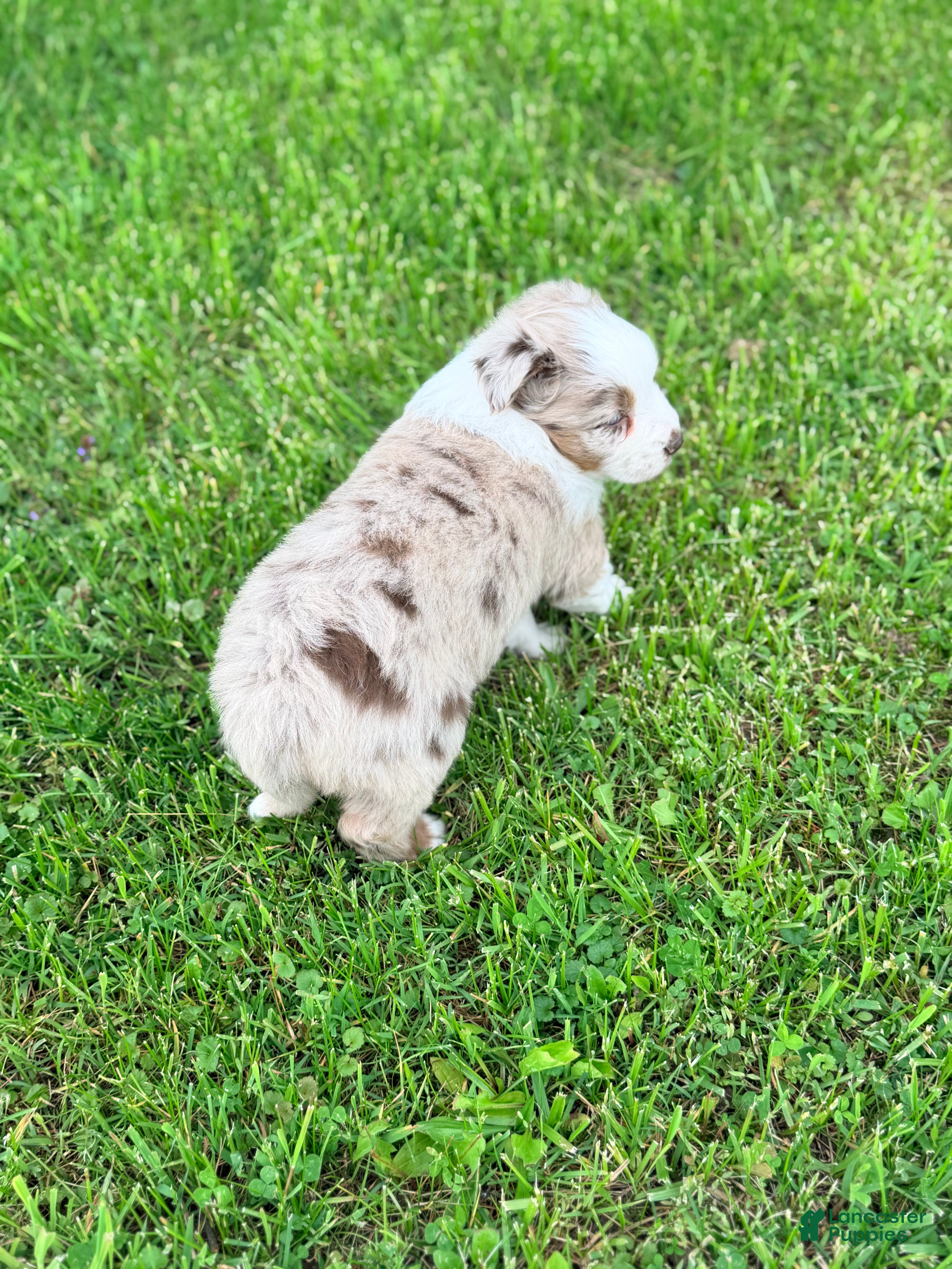 Australian Shepherd dogs Maple - Ad 2
