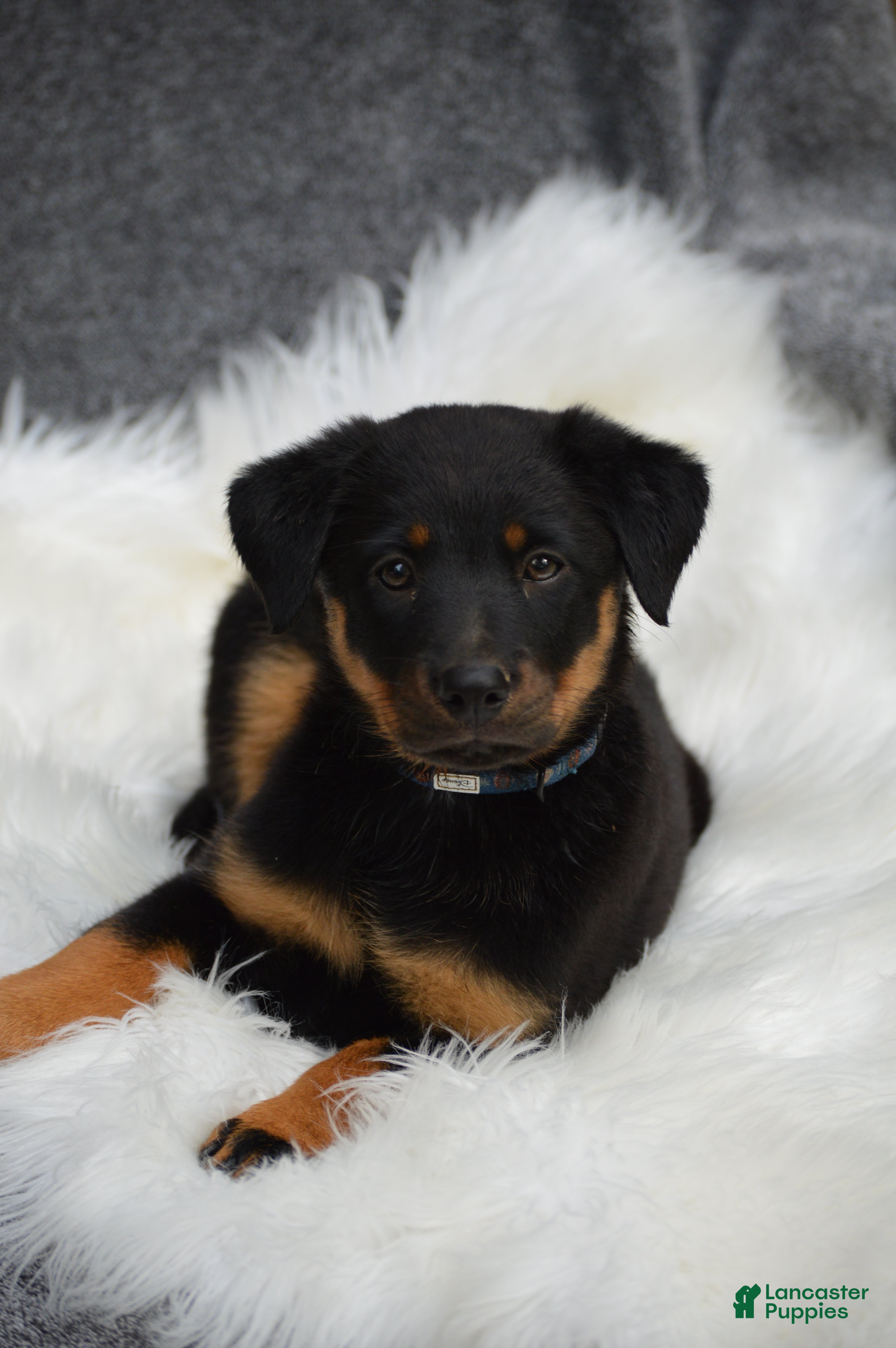 Mixed Breed dogs Muffin - Ad 1