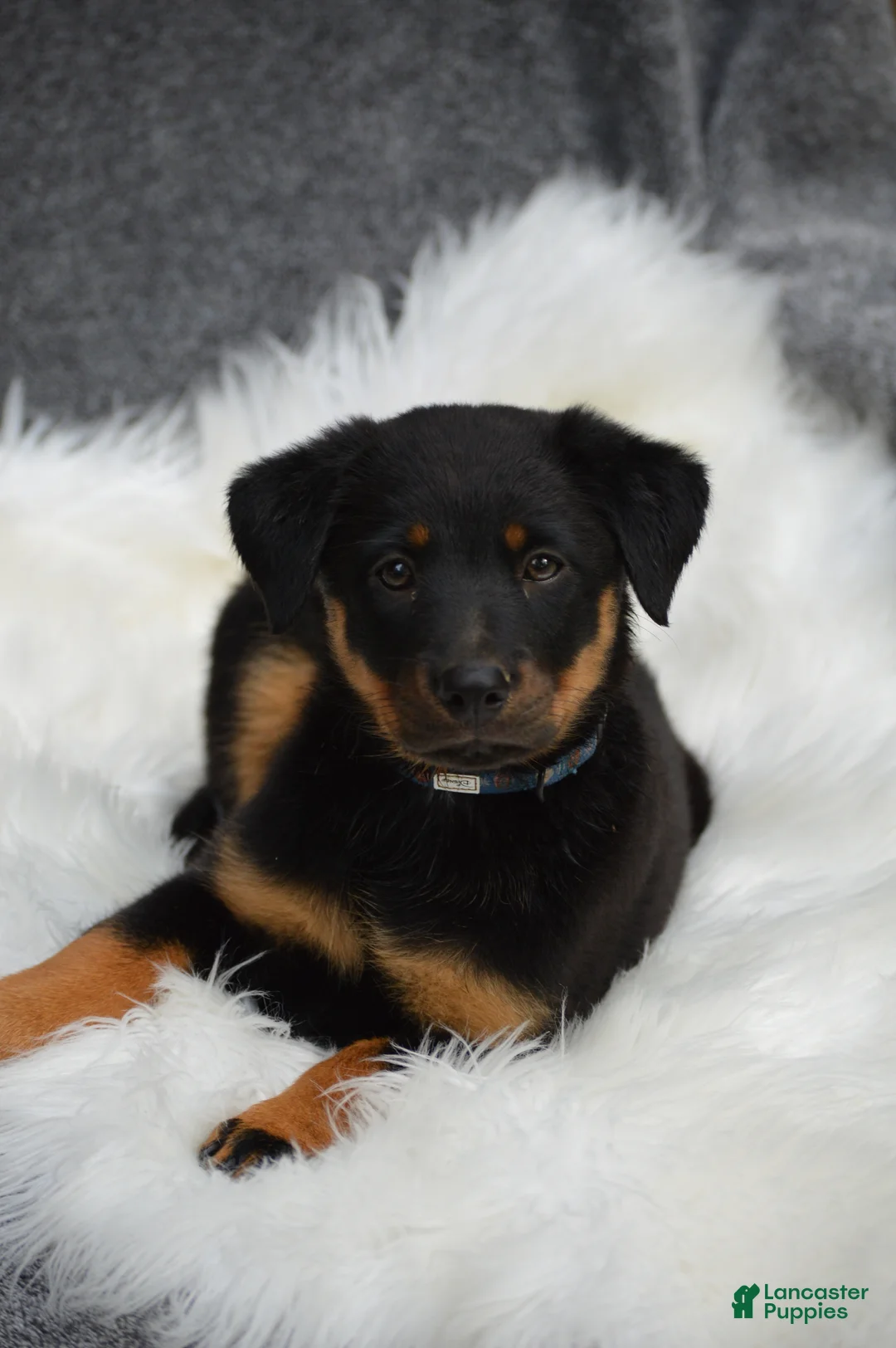 Mixed Breed dogs for sale: Muffin - Ad 1