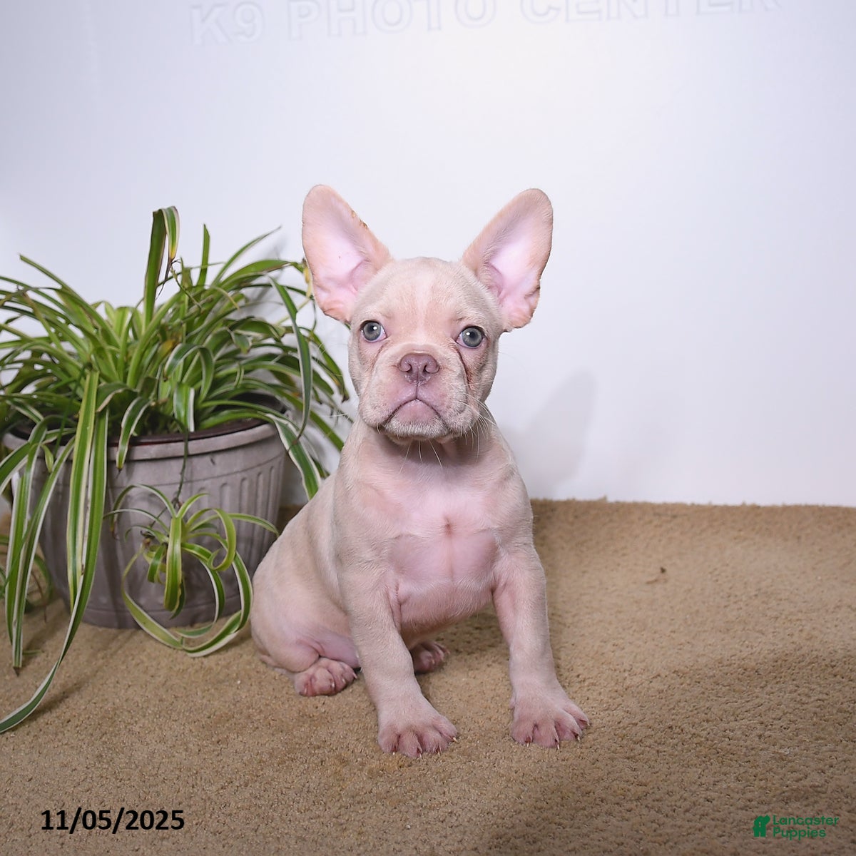 French Bulldog dogs Peaches - Ad 2