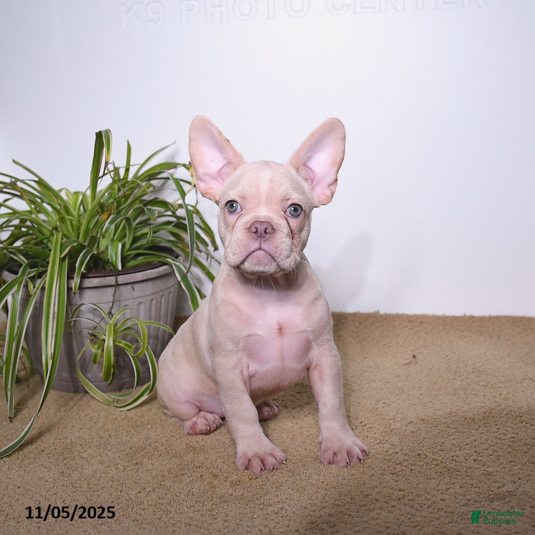 French Bulldog dogs for sale: Peaches - Ad 2
