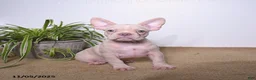 French Bulldog dogs for sale: Peaches - Ad 2