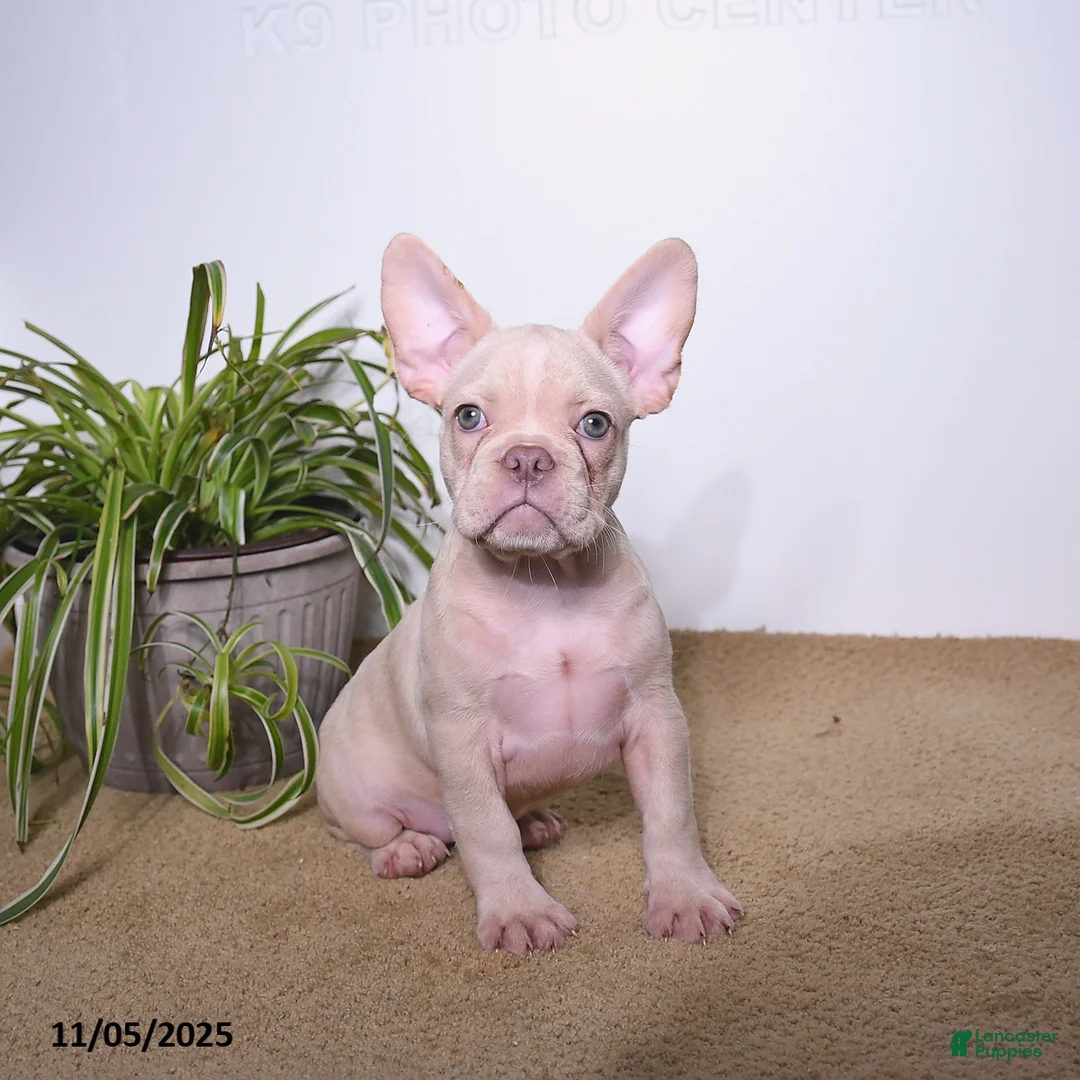 French Bulldog dogs for sale: Peaches - Ad 2