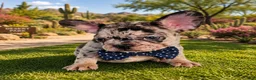 French Bulldog dogs for sale: Chadwick - Ad 2