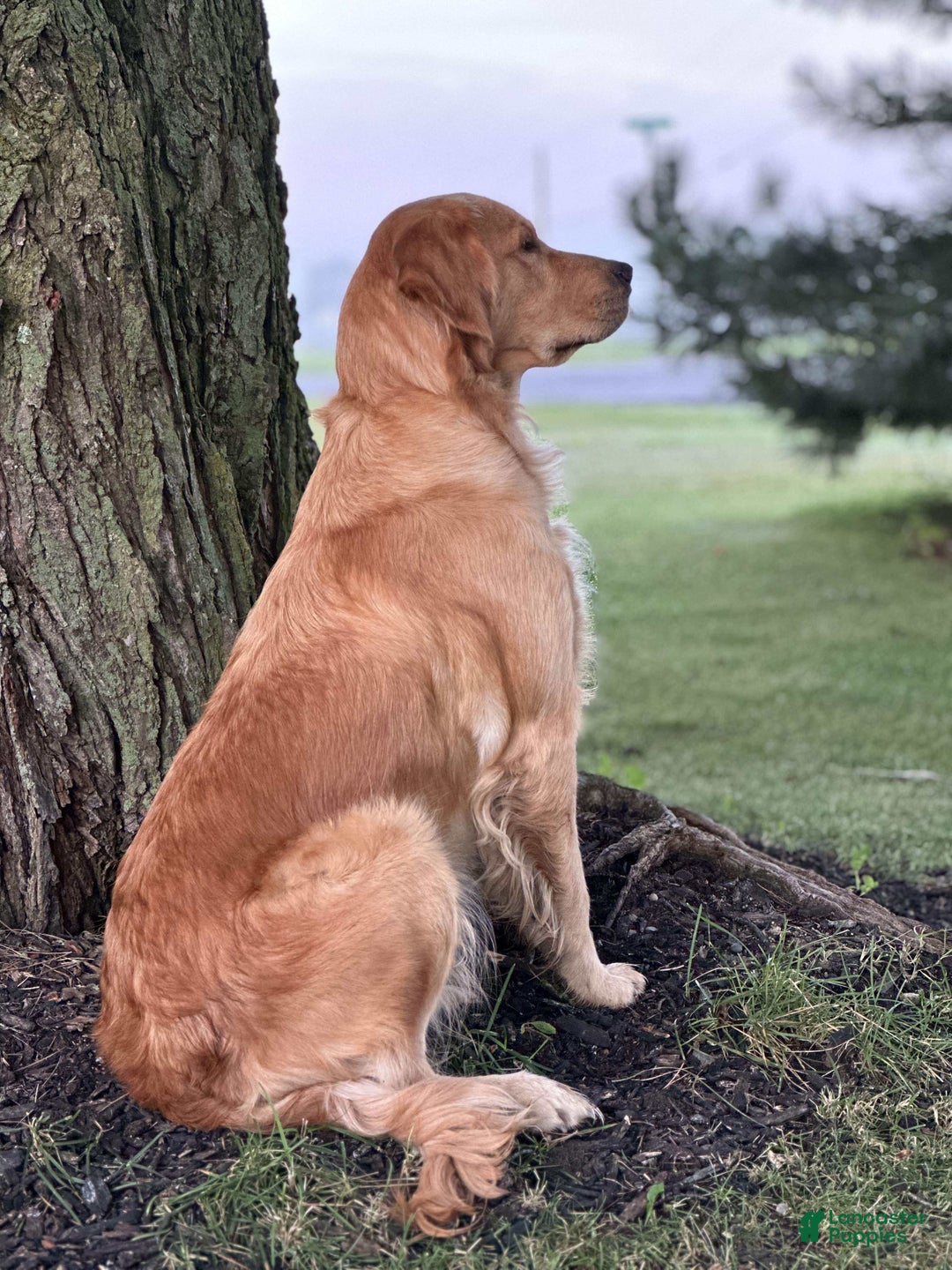 Golden Retriever dogs for sale: Golden Retriever Dark Pink Girl - Ad 3
