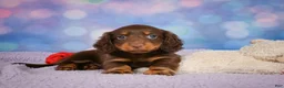 Miniature Dachshund dogs for sale: AKC JOY - Ad 11