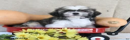 Shih Tzu dogs for sale: Bingo - Ad 1