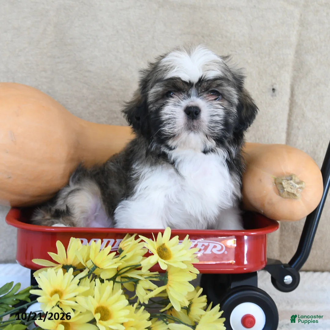 Shih Tzu dogs for sale: Bingo - Ad 1