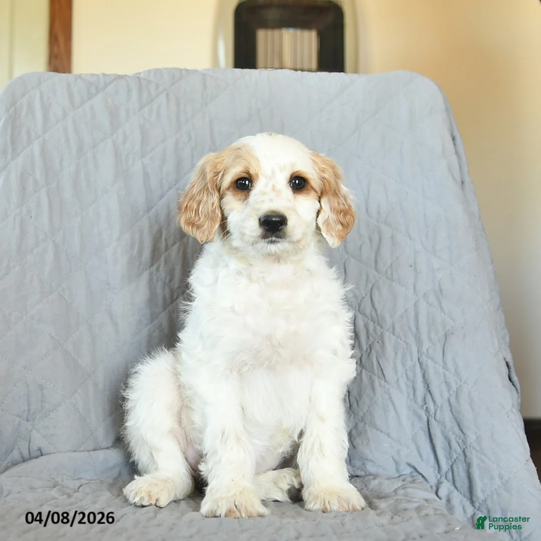 Mini Goldendoodle dogs for sale: Lulu  - Ad 2