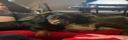 Miniature Dachshund dogs for sale: Miniature Dachshund Puppy 1 - Ad 6