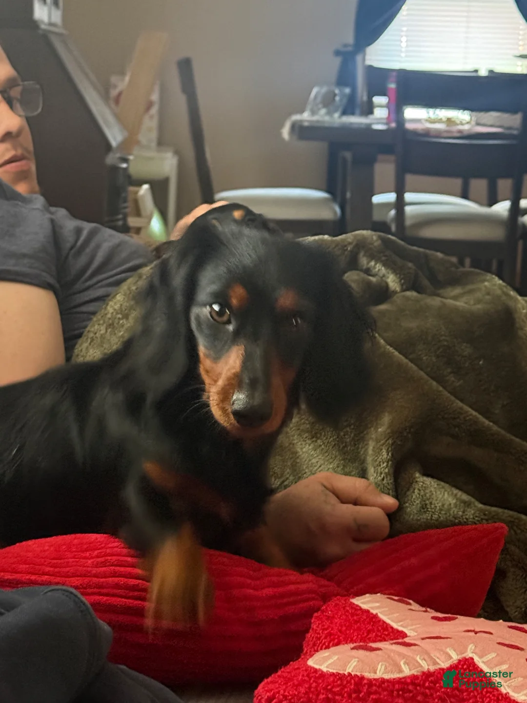 Miniature Dachshund dogs for sale: Miniature Dachshund Puppy 1 - Ad 6