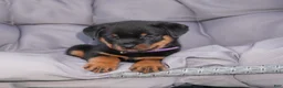 Rottweiler dogs for sale: Greta - Ad 3