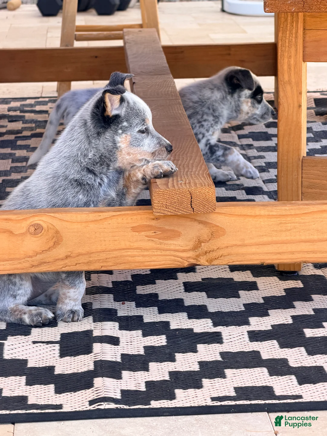 Australian Cattle Dog dogs for sale: Not available  - Ad 2