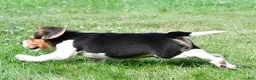 Beagle dogs for sale: Diesel - Ad 4