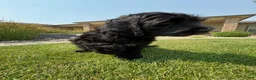 Goldendoodle dogs for sale: Jet - Ad 3
