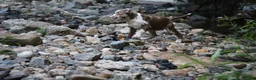 American Bully dogs for sale: Polaris - Ad 18