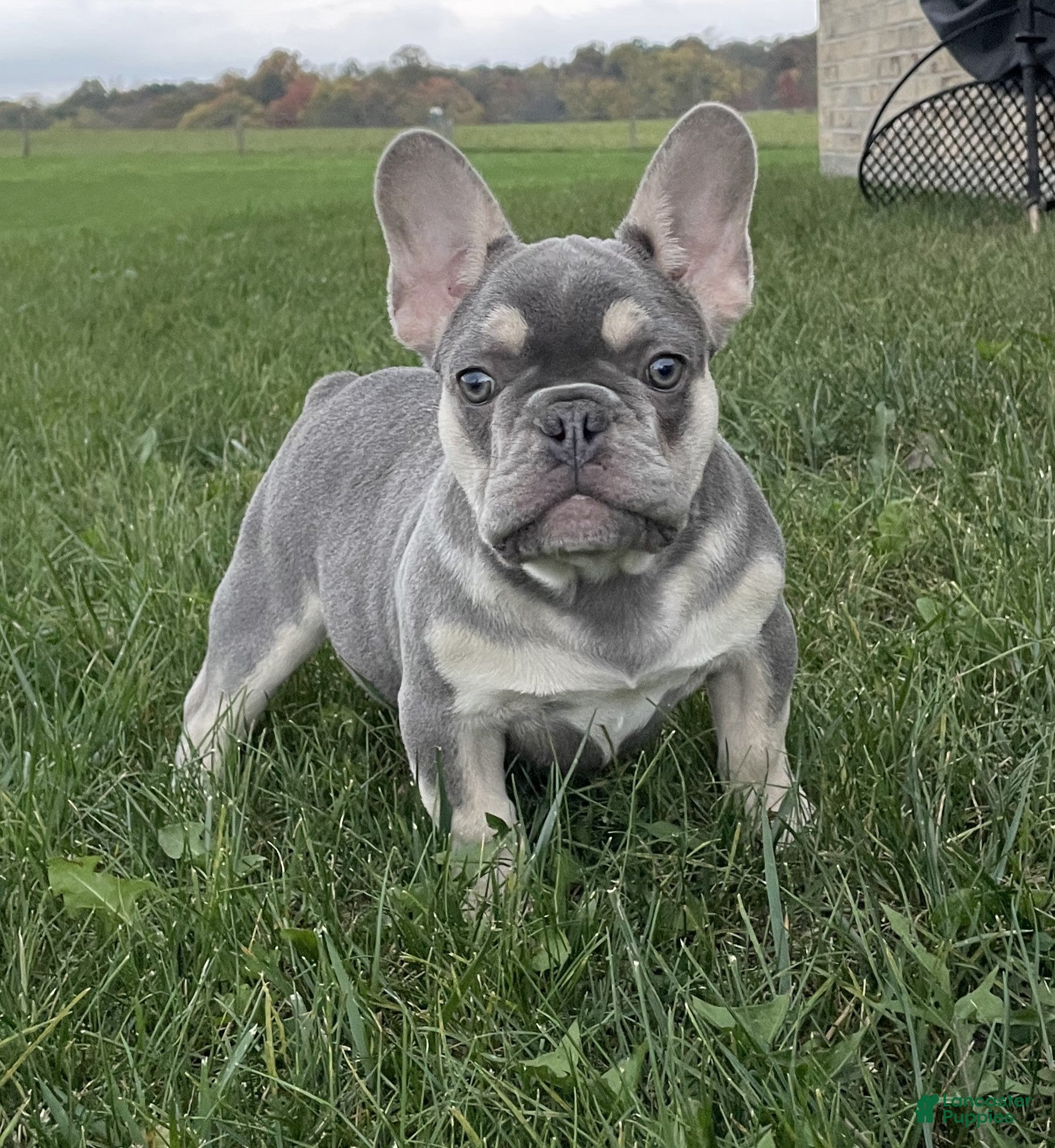 French Bulldog dogs Cade - Ad 1