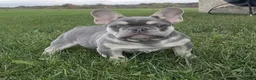 French Bulldog dogs for sale: Cade - Ad 1