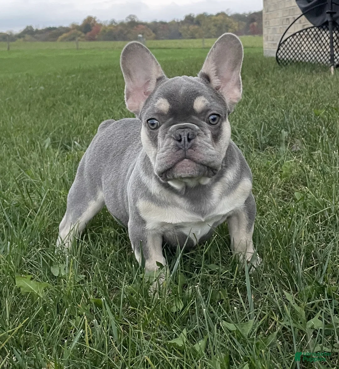French Bulldog dogs for sale: Cade - Ad 1